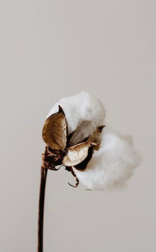 Elegance and the Geopolitics of Cotton
